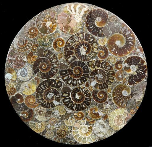 Plate Made Of Agatized Ammonite Fossils #51048
